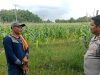 Kapolsek Muara Kuang Pantau Perkembangan Tanaman Jagung Percontohan di Desa Tanabang Ilir