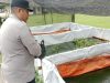 Personel Polsek Muara Kuang Pantau Perkembangan Ikan di Kolam Ketahanan Pangan